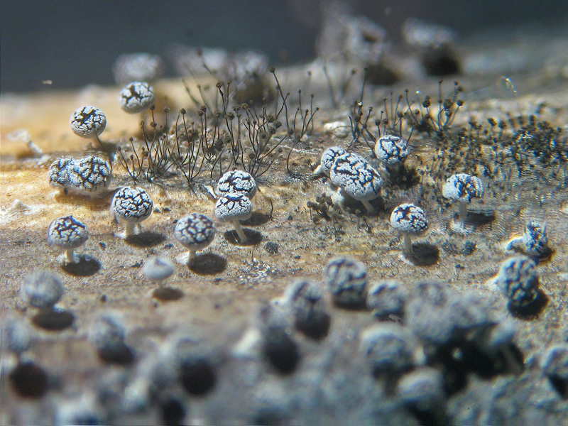 Echinostelium?